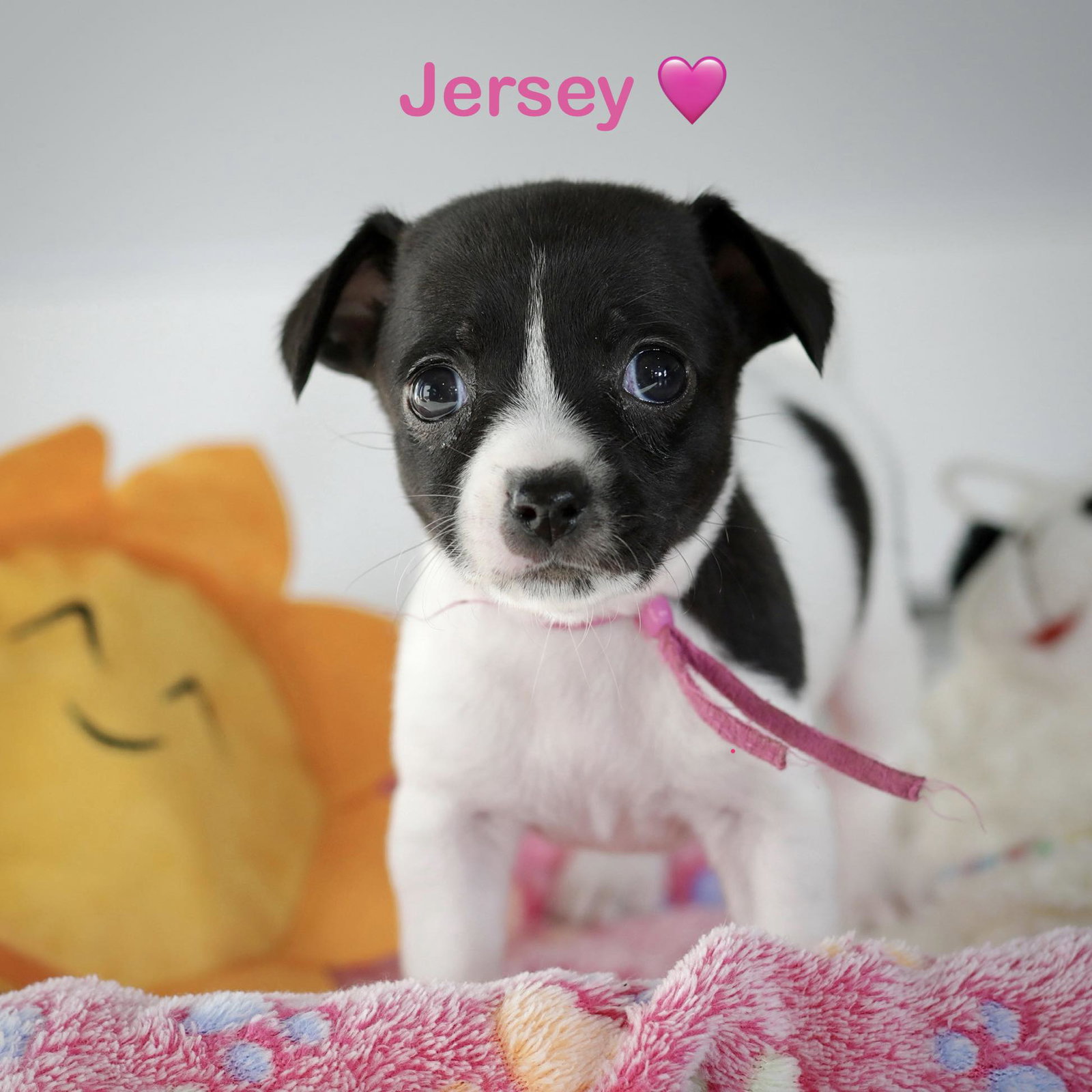 Jersey Image