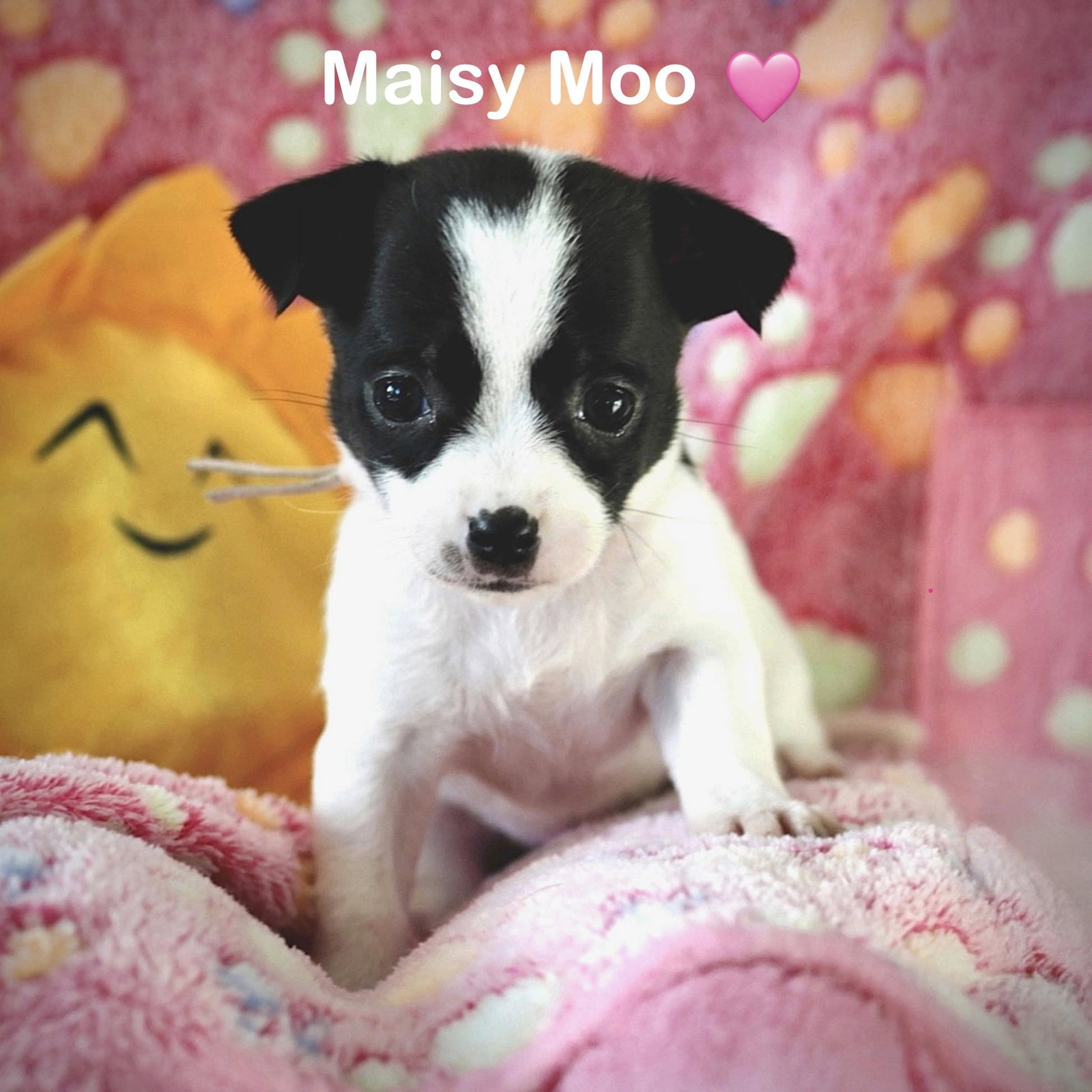 Maisy Moo Image