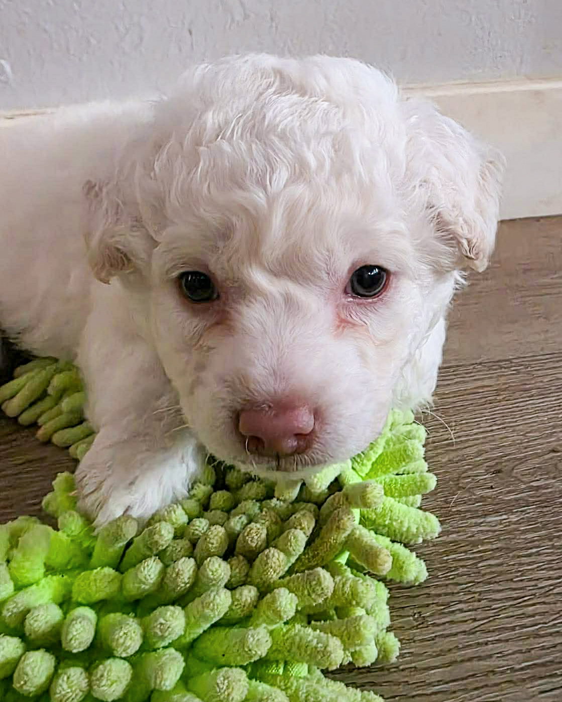 Milo