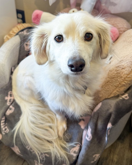 picture of the dog needing adoption