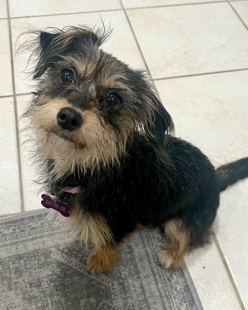 picture of the dog needing adoption