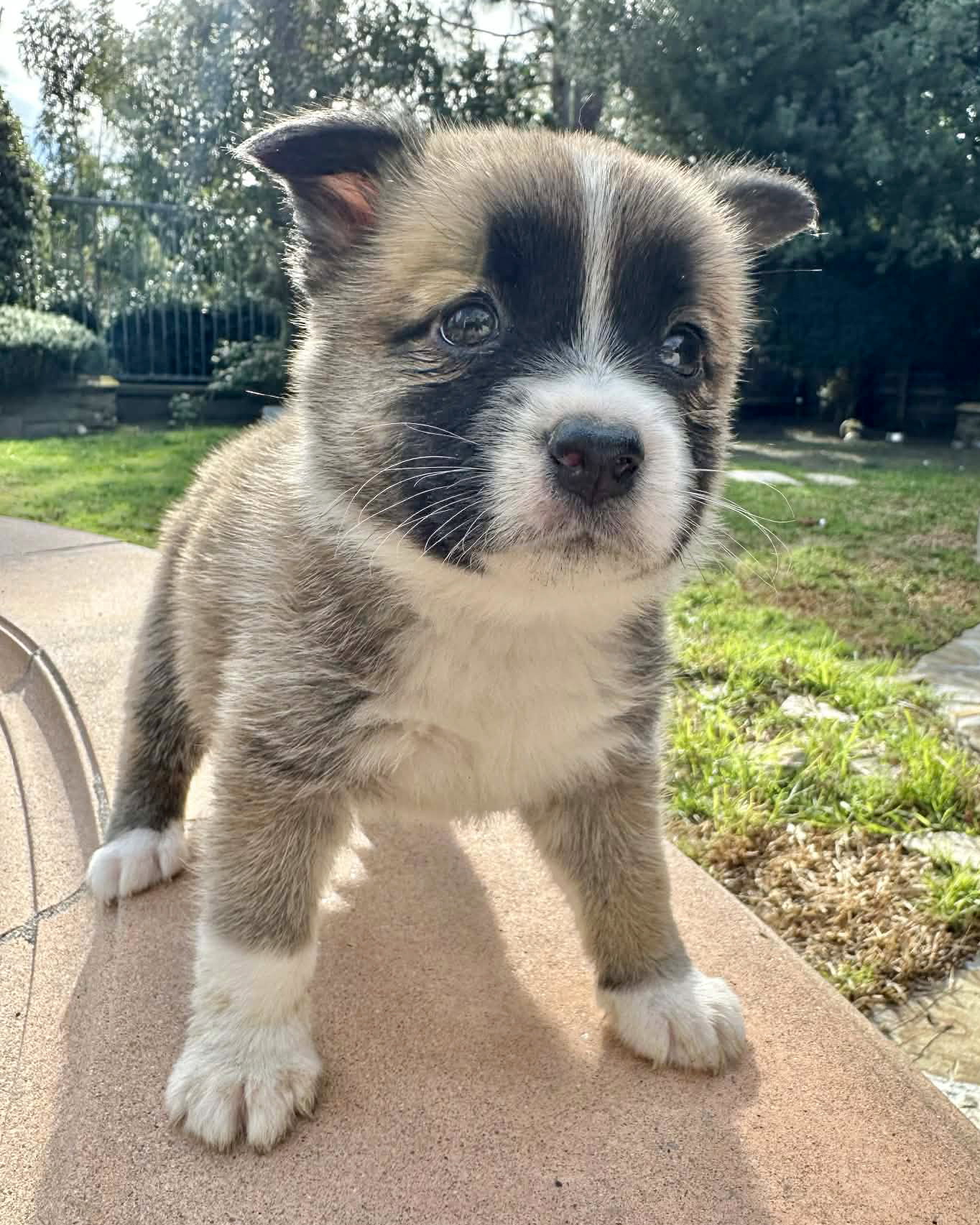 Rosie