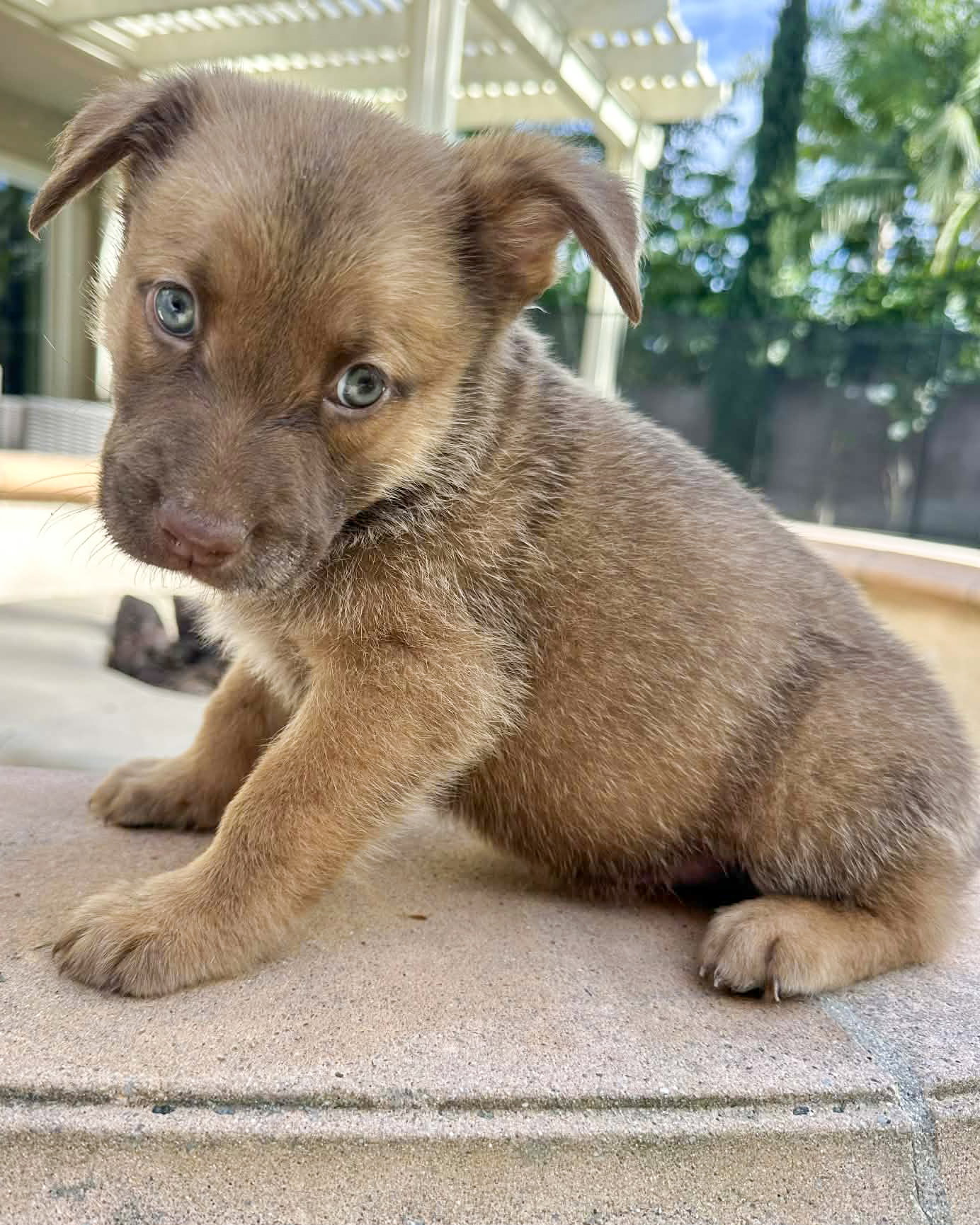 Archie