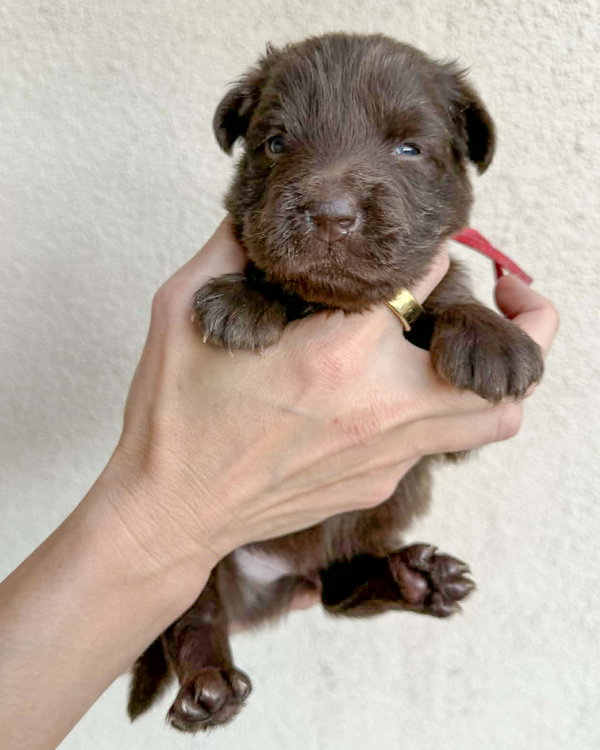 Finn