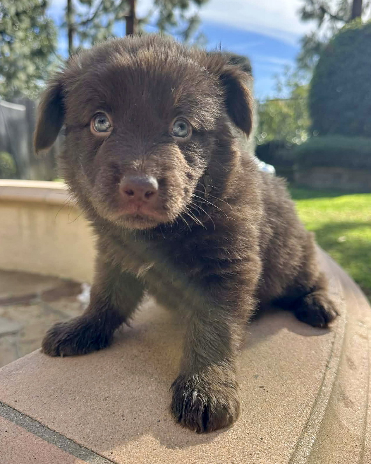 Finn