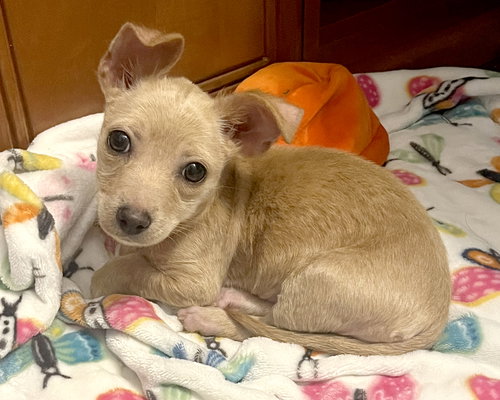 picture of the dog needing adoption
