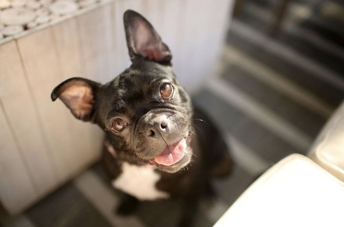 Bebe, an adoptable French Bulldog in Corona, CA