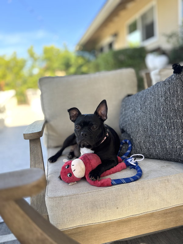 Bebe