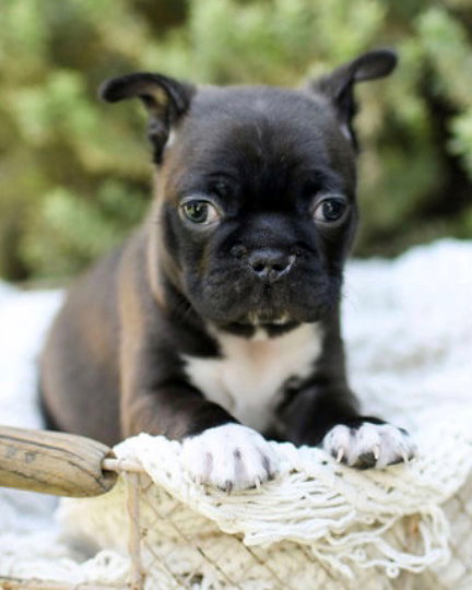 Pip