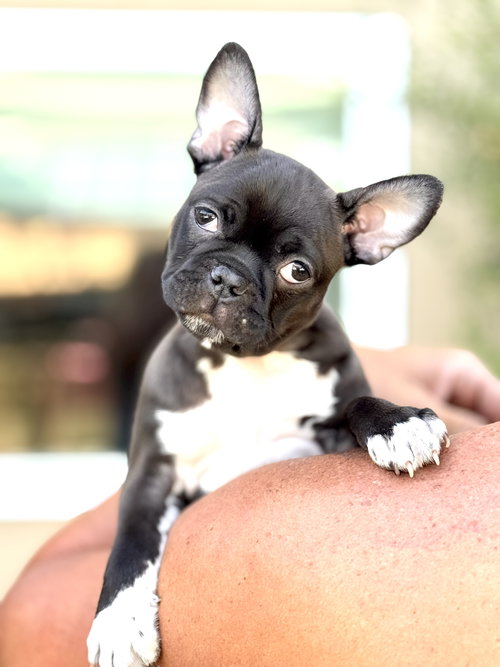 Pip, an adoptable French Bulldog in Corona, CA