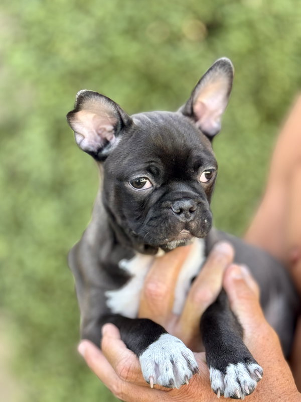 Pip