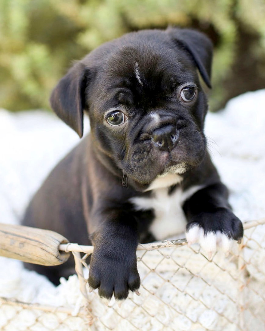 Gus Image