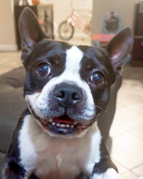 picture of the dog needing adoption