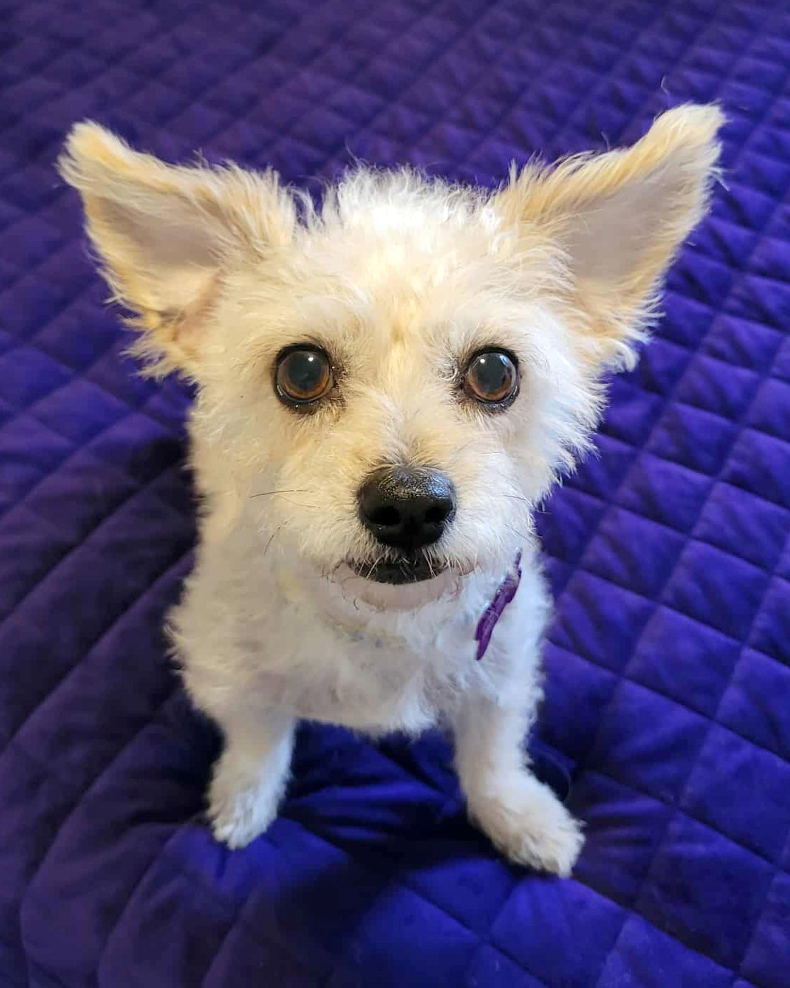 Terrier
