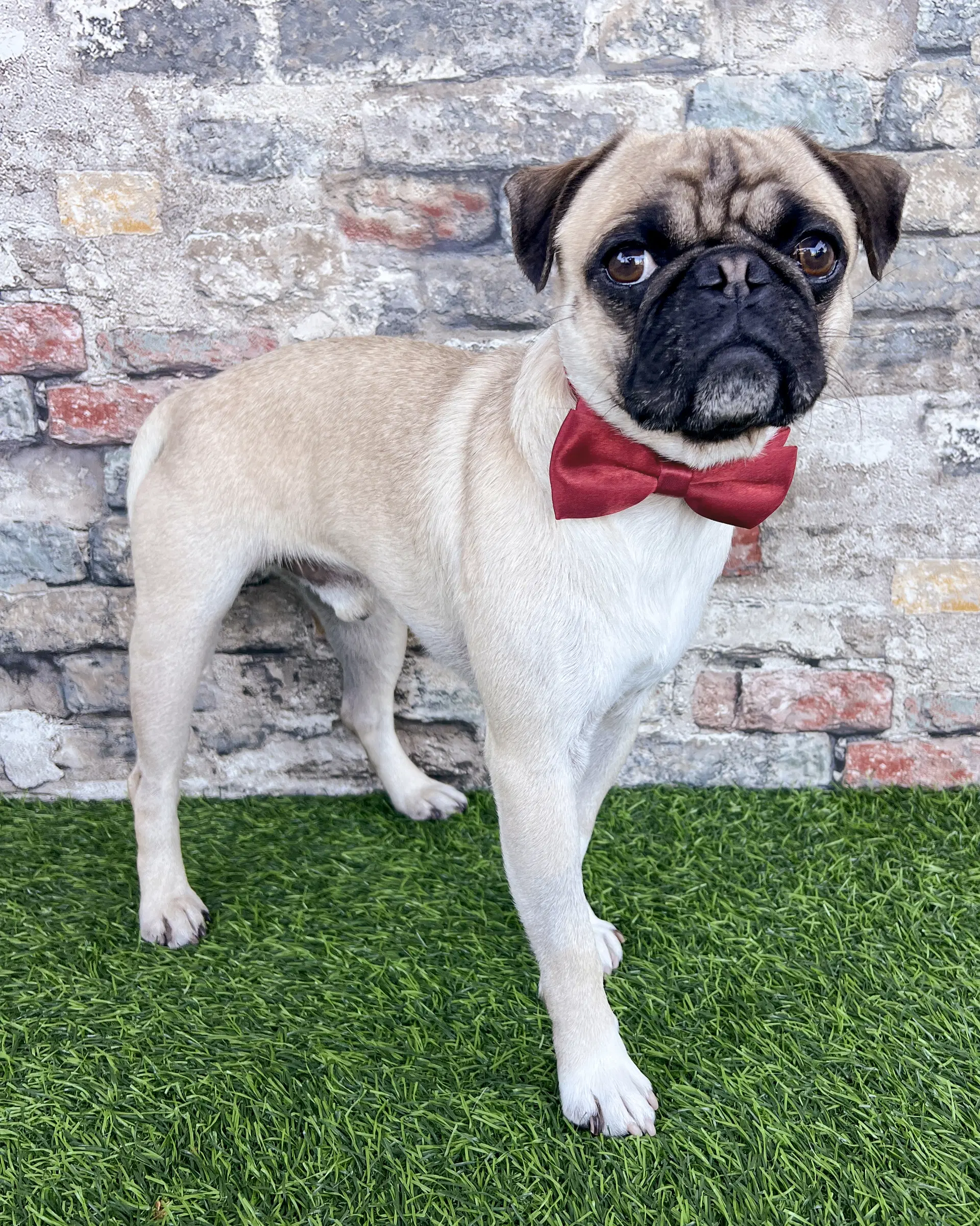 Perry - Pug