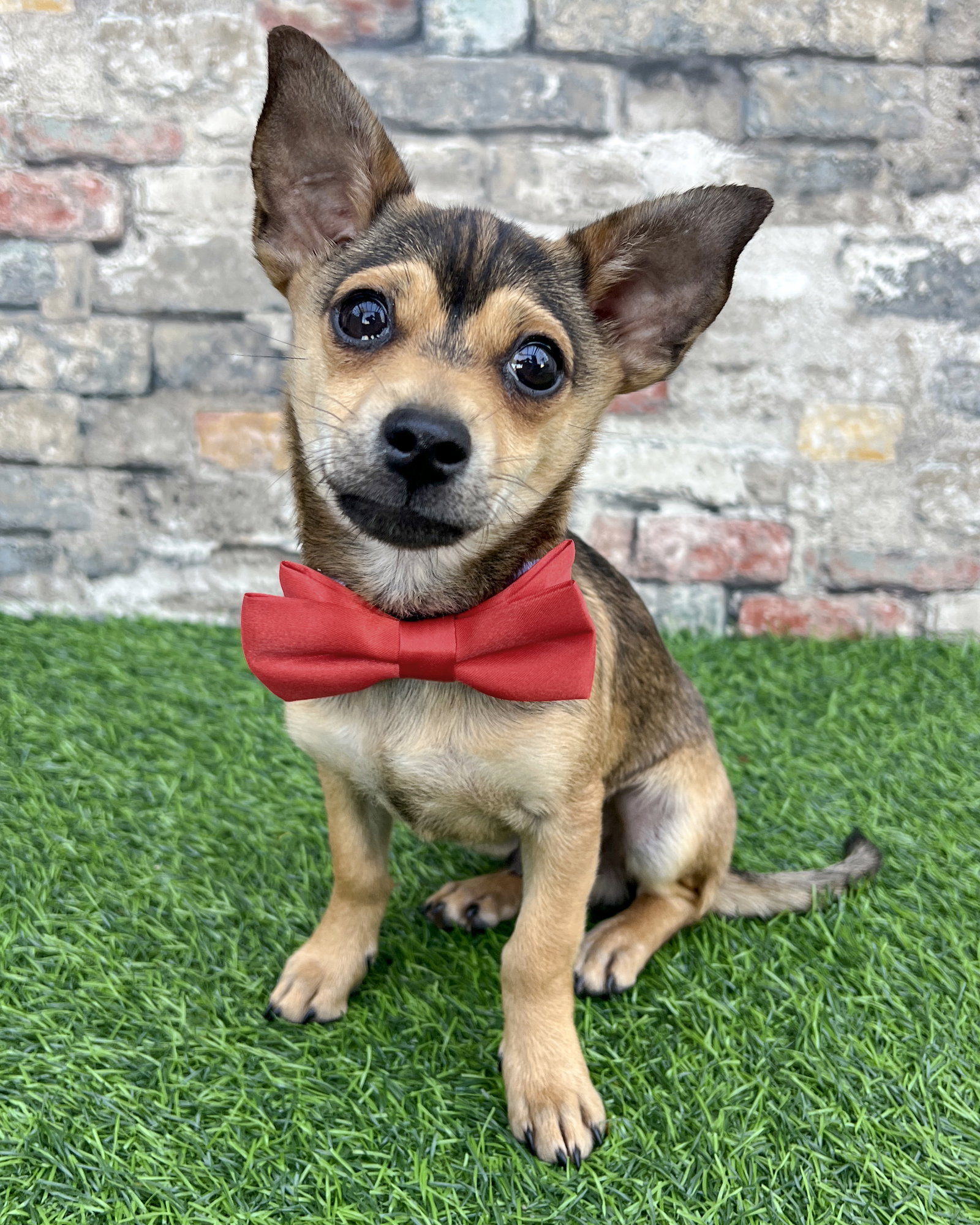 Terrier