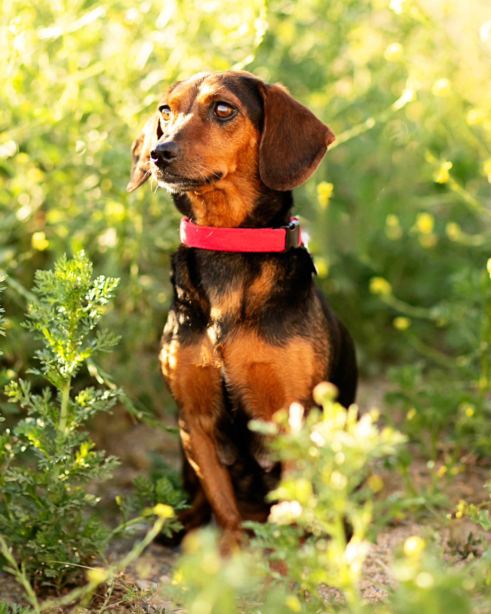 Teddi Image