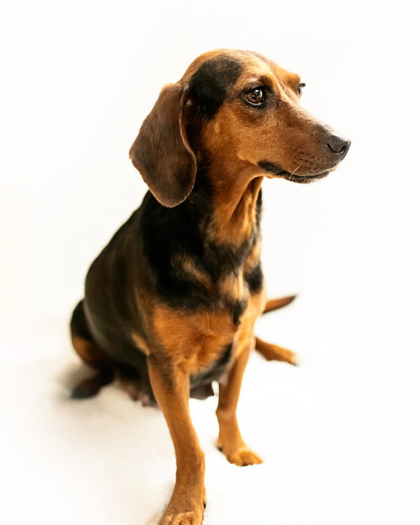 Teddi
