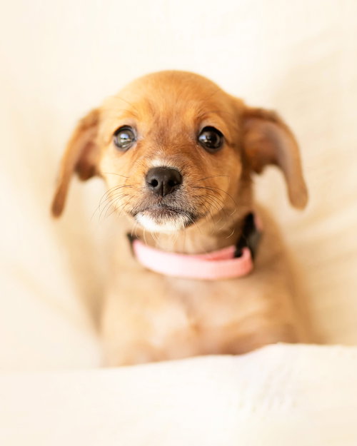 Tillie — thumbnail 2