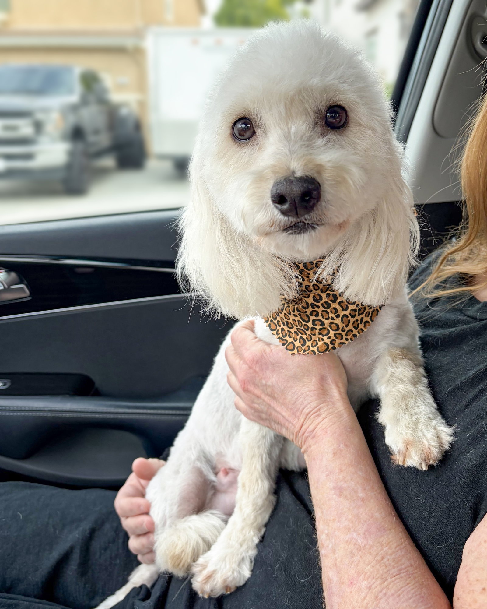 Maltese