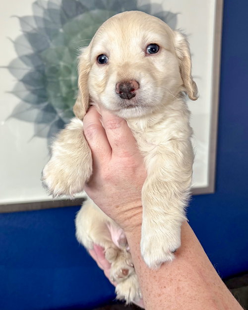 Callahan, an adoptable Maltese in Corona, CA