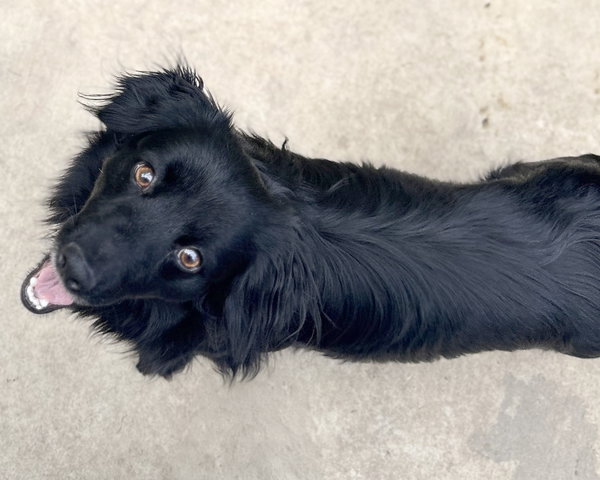 Jet