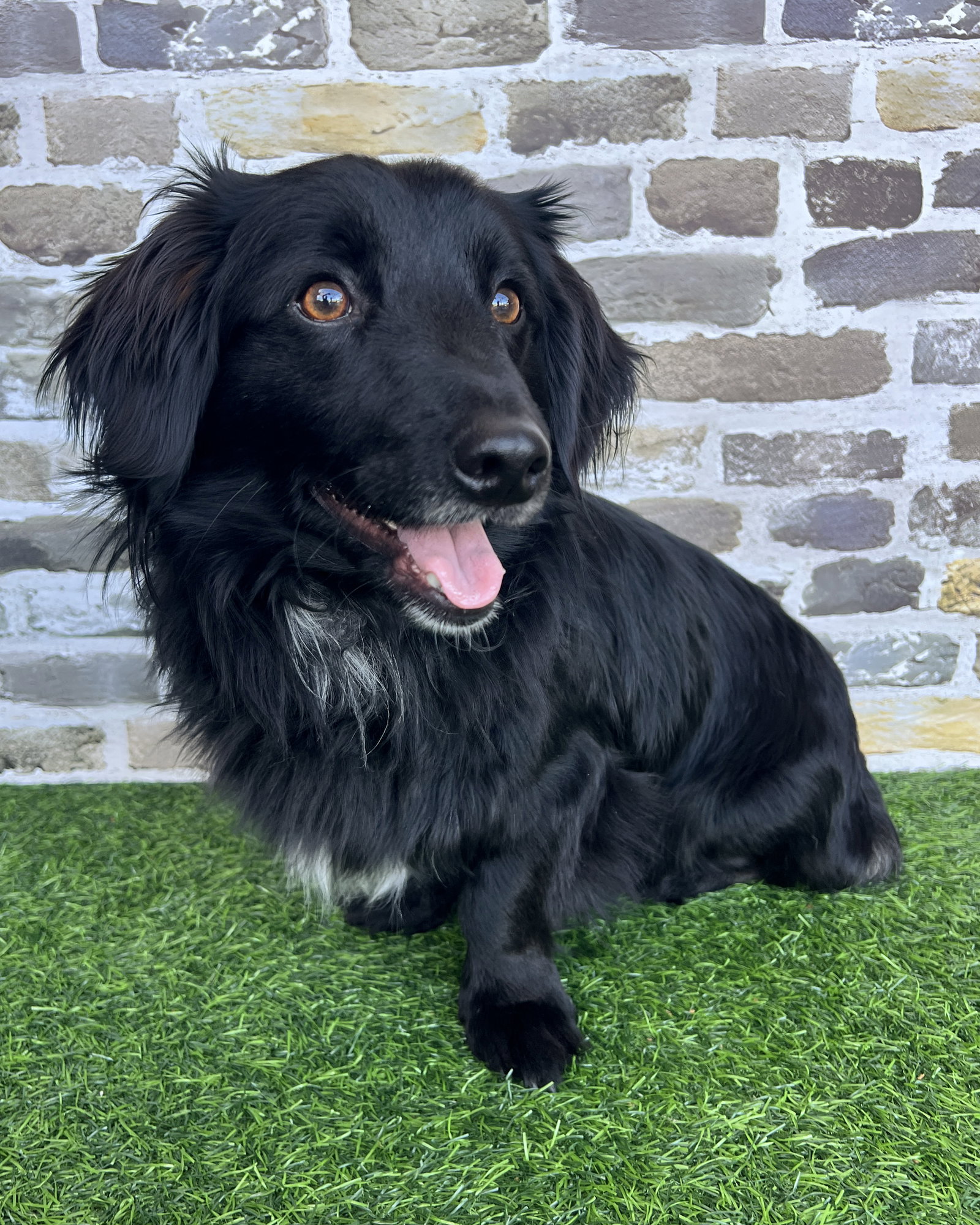 Spaniel