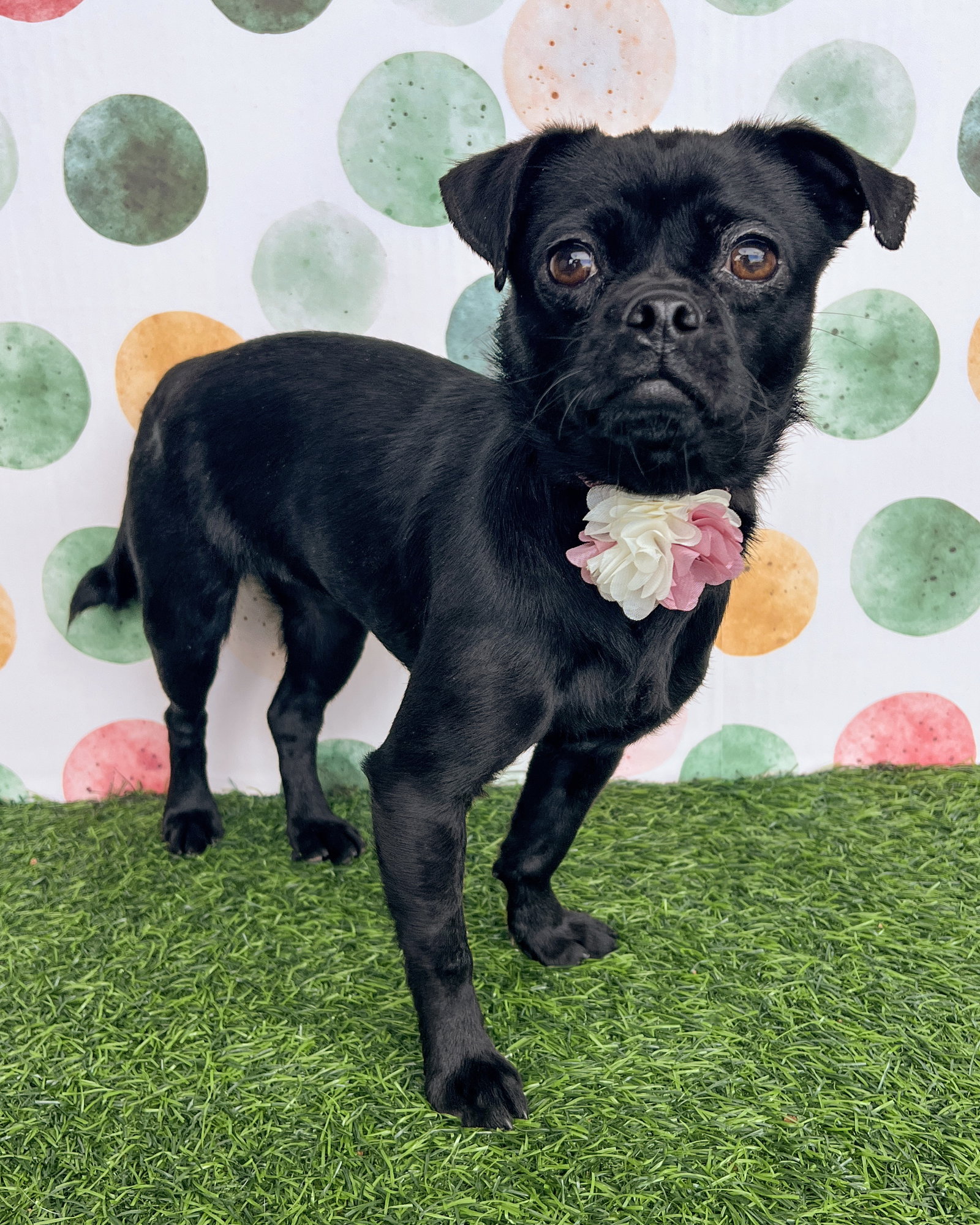 Pug