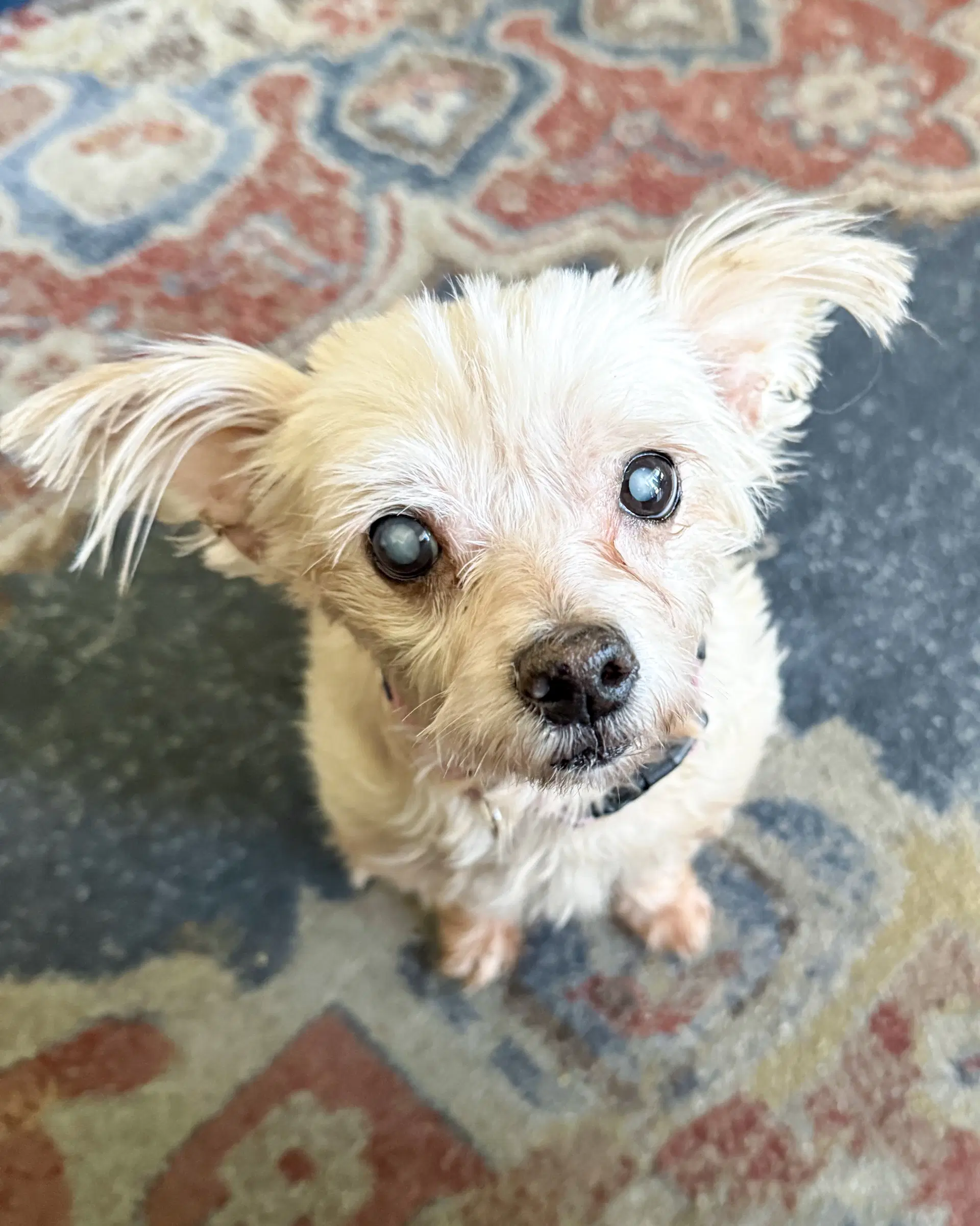 Betty - Maltese