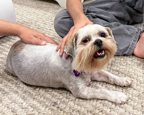 Miss Biscuit, an adoptable Maltese in Corona, CA