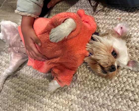 Miss Biscuit