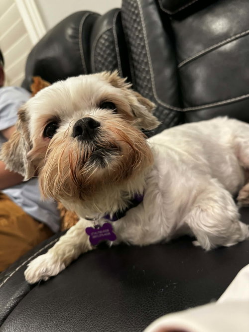 Miss Biscuit, an adoptable Maltese in Corona, CA