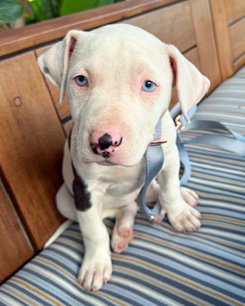 Bailey Image