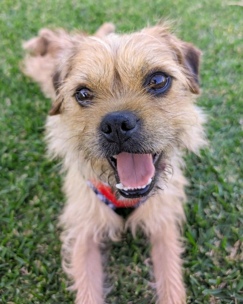 Gilbert, an adoptable Terrier in Corona, CA