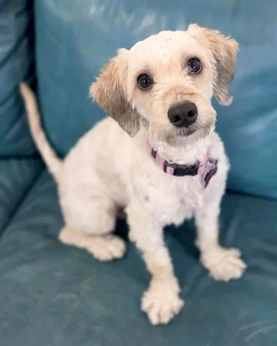 Capri - Maltese