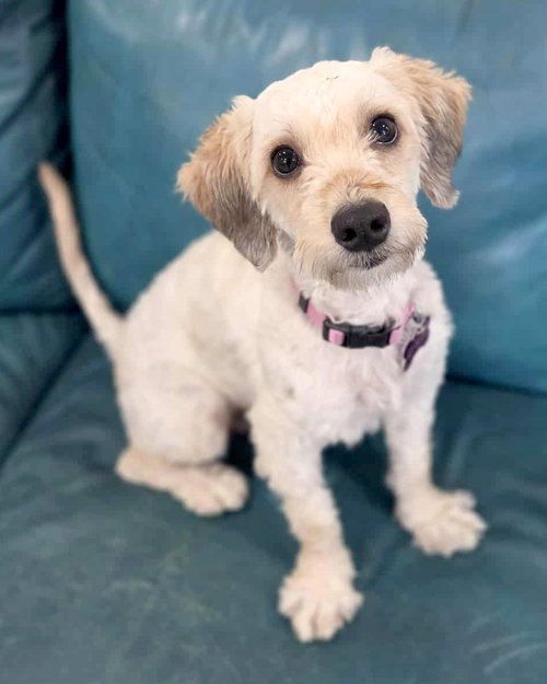 Capri, an adoptable Maltese in Corona, CA