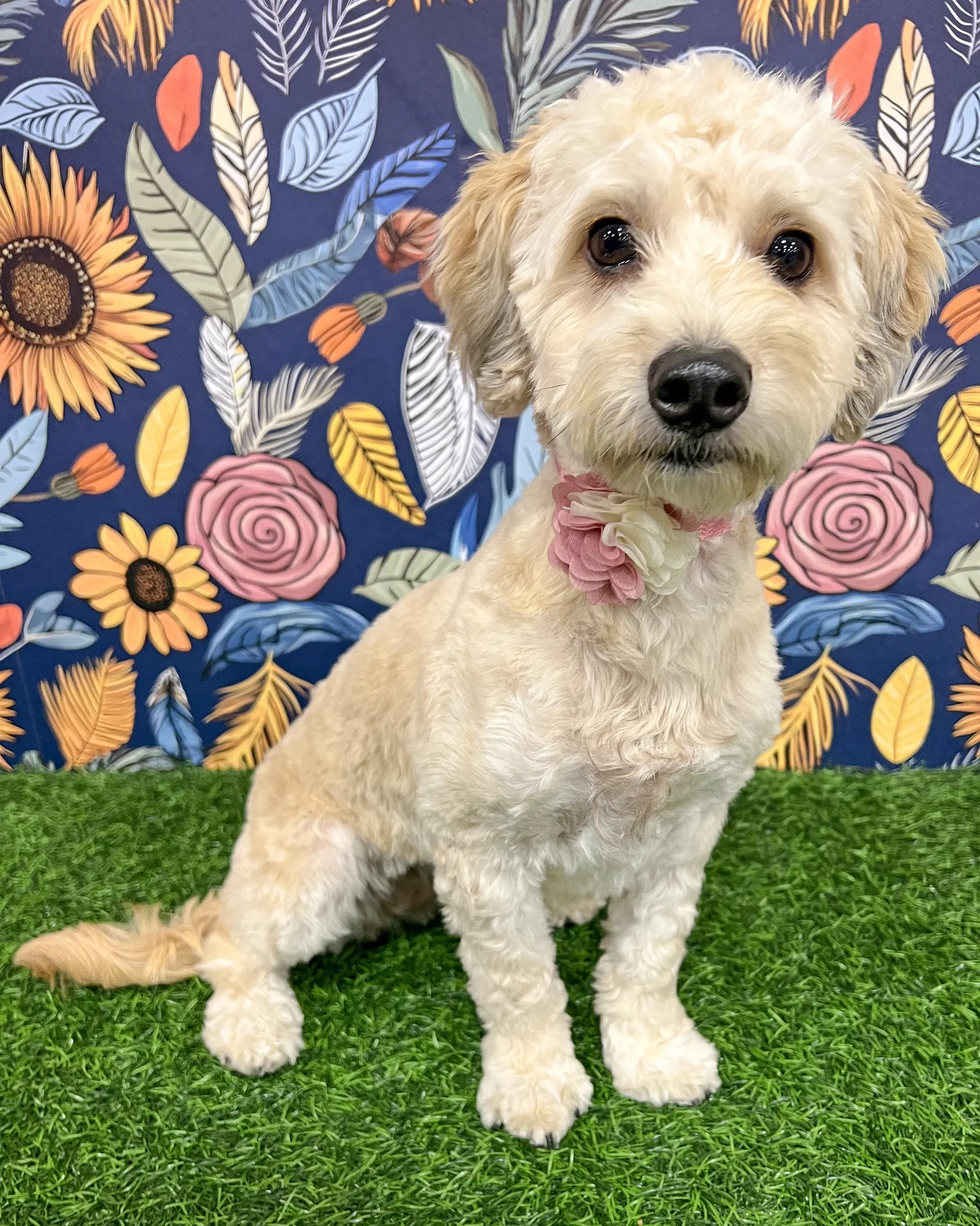 Capri - Maltese
