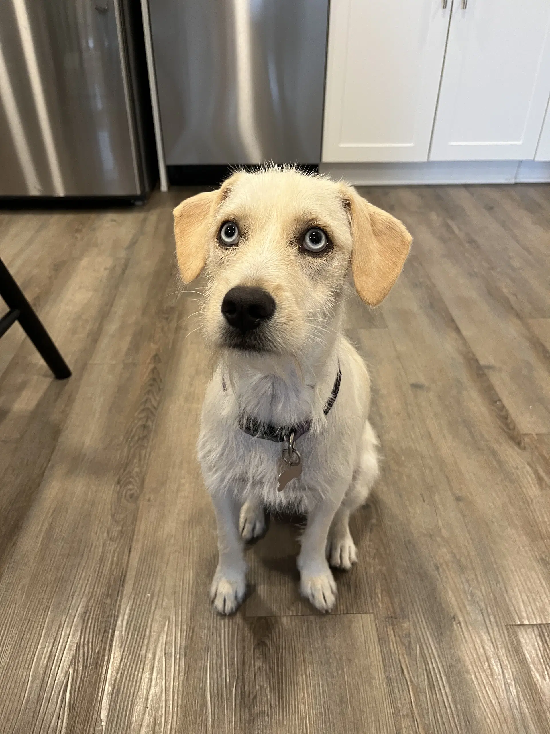 Icee image 1