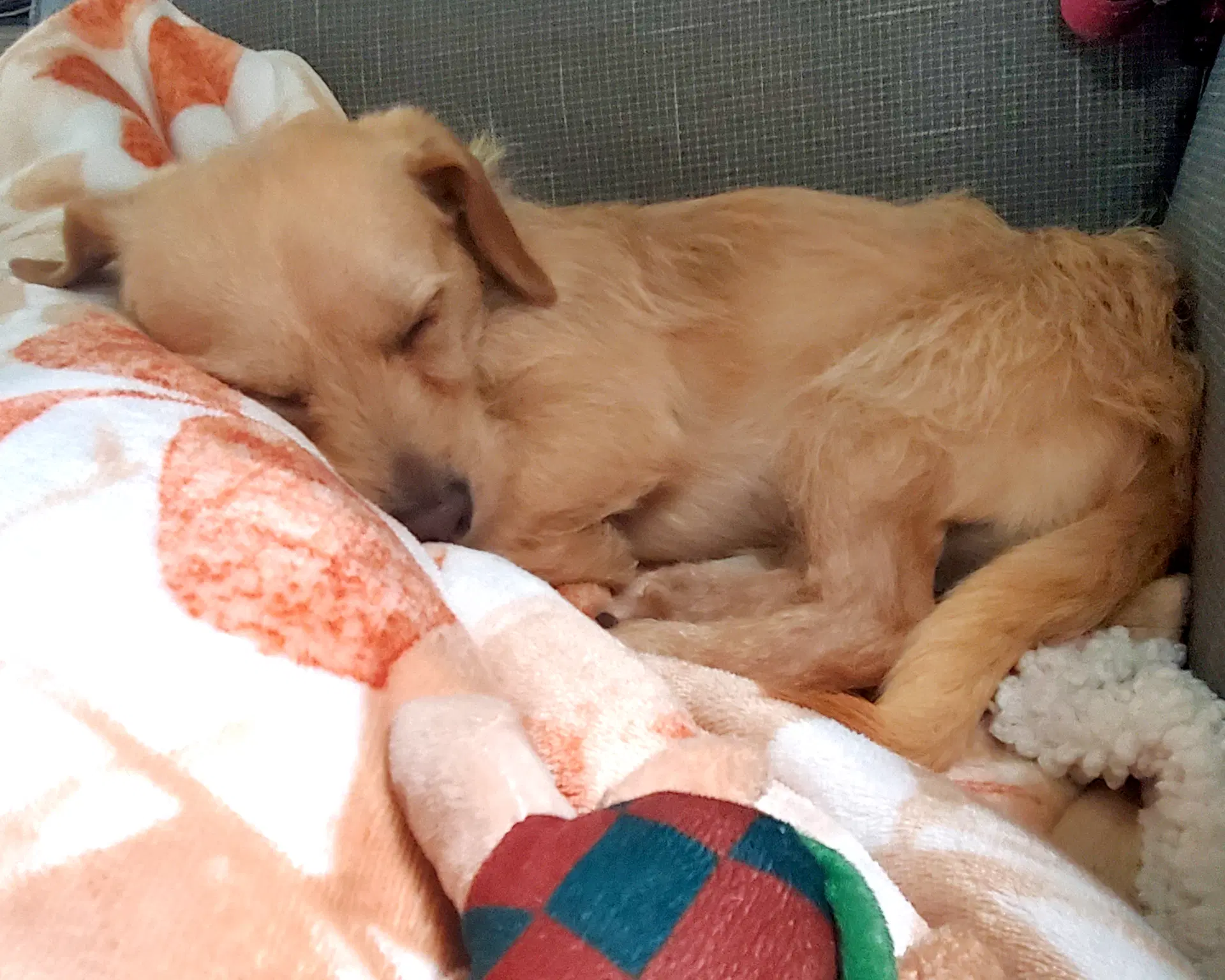 Sandy image 4