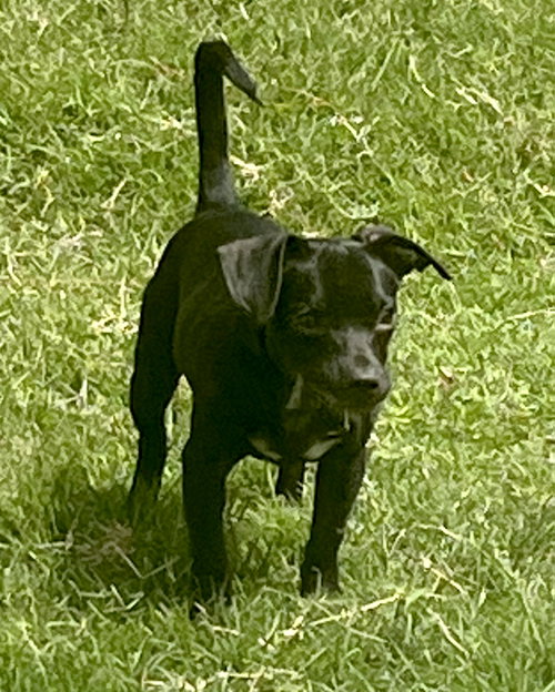 Sadie photo 6