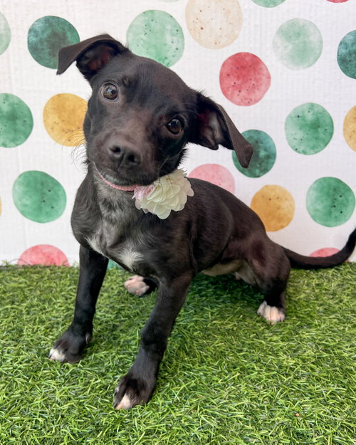 Sadie, an adoptable Chihuahua in Corona, CA