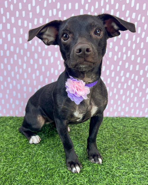 Sadie, an adoptable Chihuahua in Corona, CA