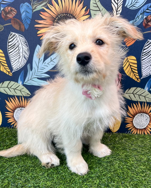 Peaches, an adoptable Terrier in Corona, CA