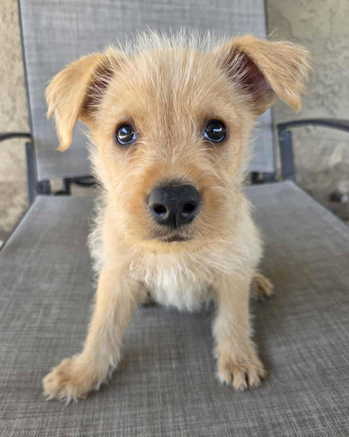 Scruffy, an adoptable Terrier in Corona, CA