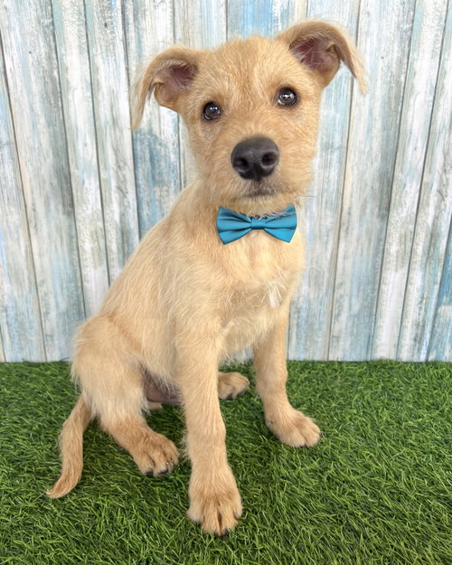 Scruffy, an adoptable Wheaten Terrier in Corona, CA