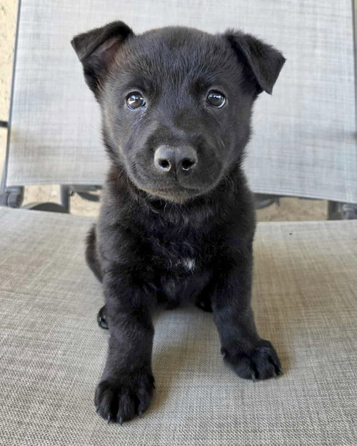 Joey, an adoptable Terrier in Corona, CA