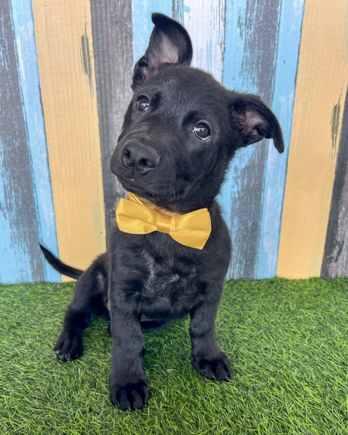 Joey, an adoptable Terrier in Corona, CA