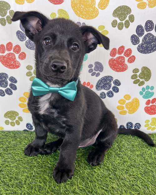 Keith, an adoptable Shepherd in Corona, CA