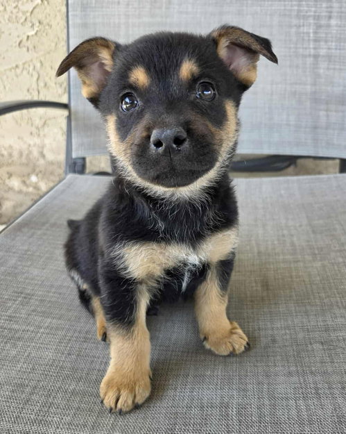 Tinn, an adoptable Terrier in Corona, CA