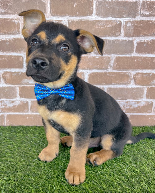 Tinn, an adoptable Terrier in Corona, CA